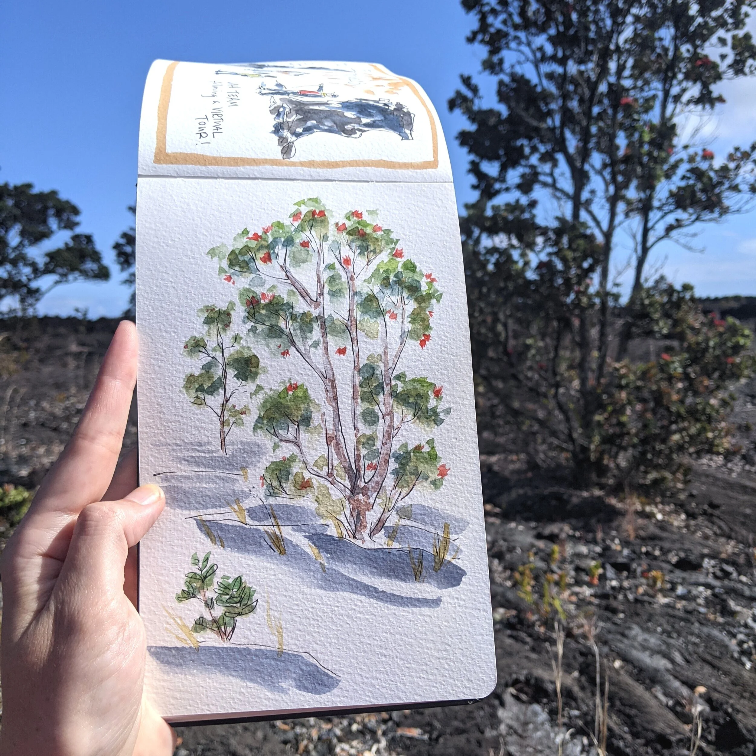 A sketch of Hawaiian trees