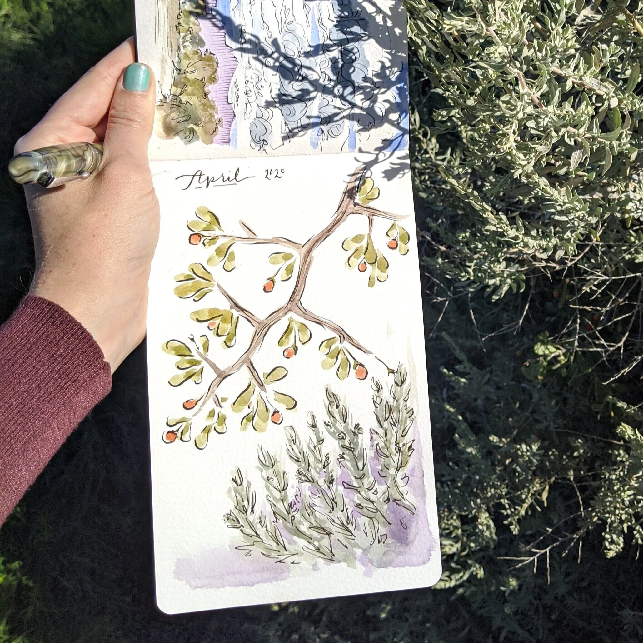 A sketch of desert foliage