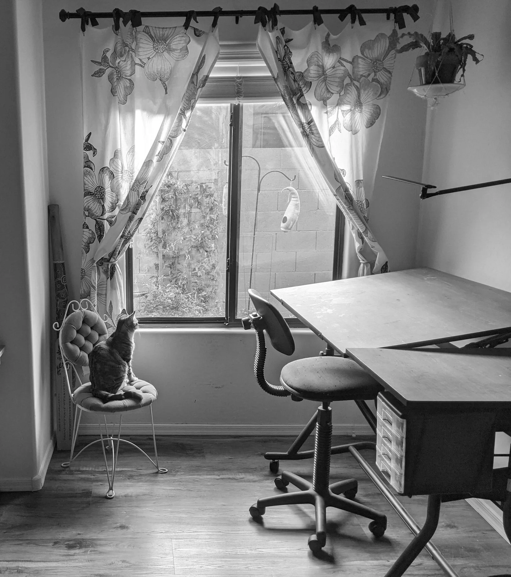 A tabby cat looking out the window next to an art desk.