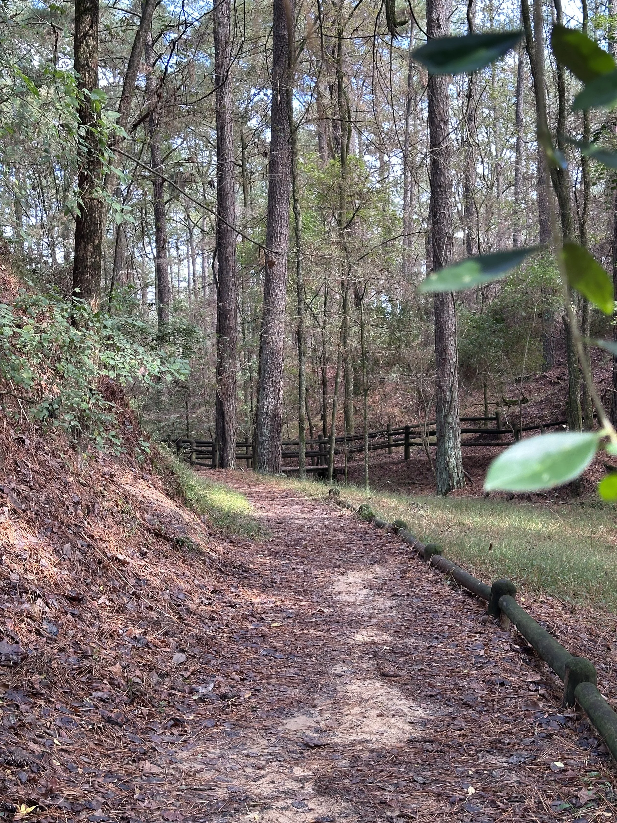 A dirt trail winding through a forest with tall trees on either side and a wooden fence along part of the path.