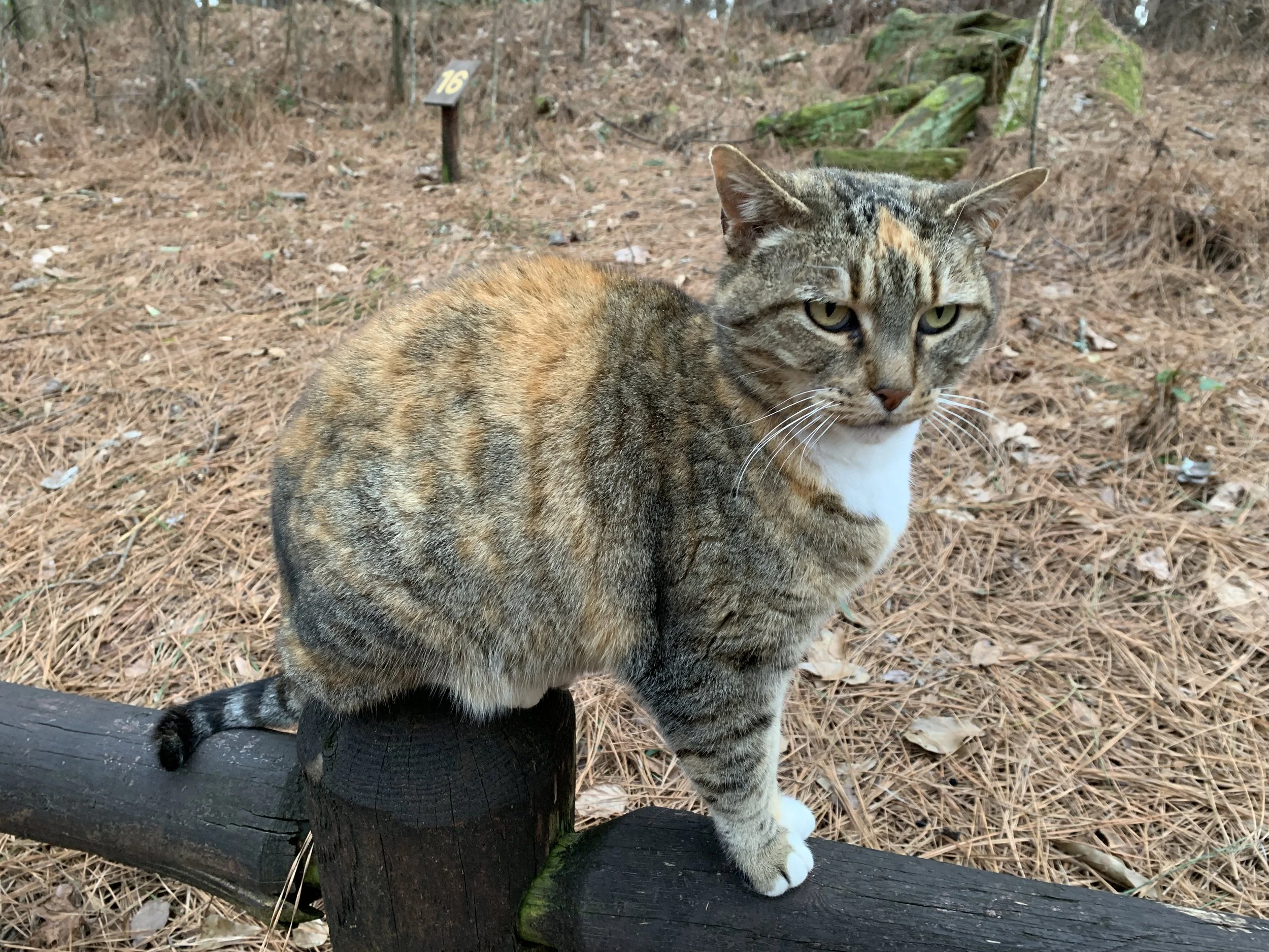 A tabby cat with white paws sitting on a log fence in a wooded area, with pine needles on the ground.