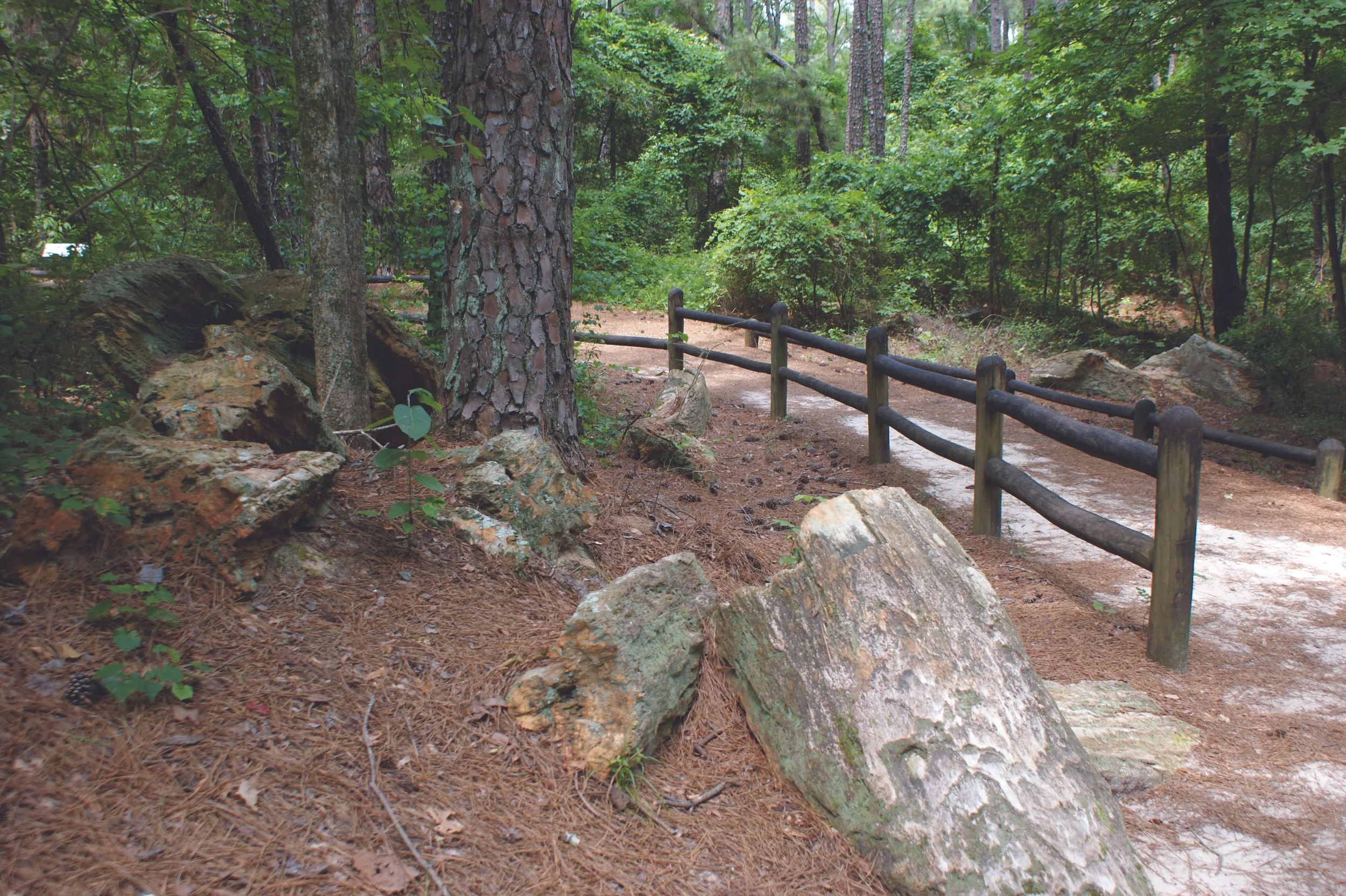 A dirt forest trail with a wooden fence on the right side, surrounded by green trees and petrified logs on the ground.