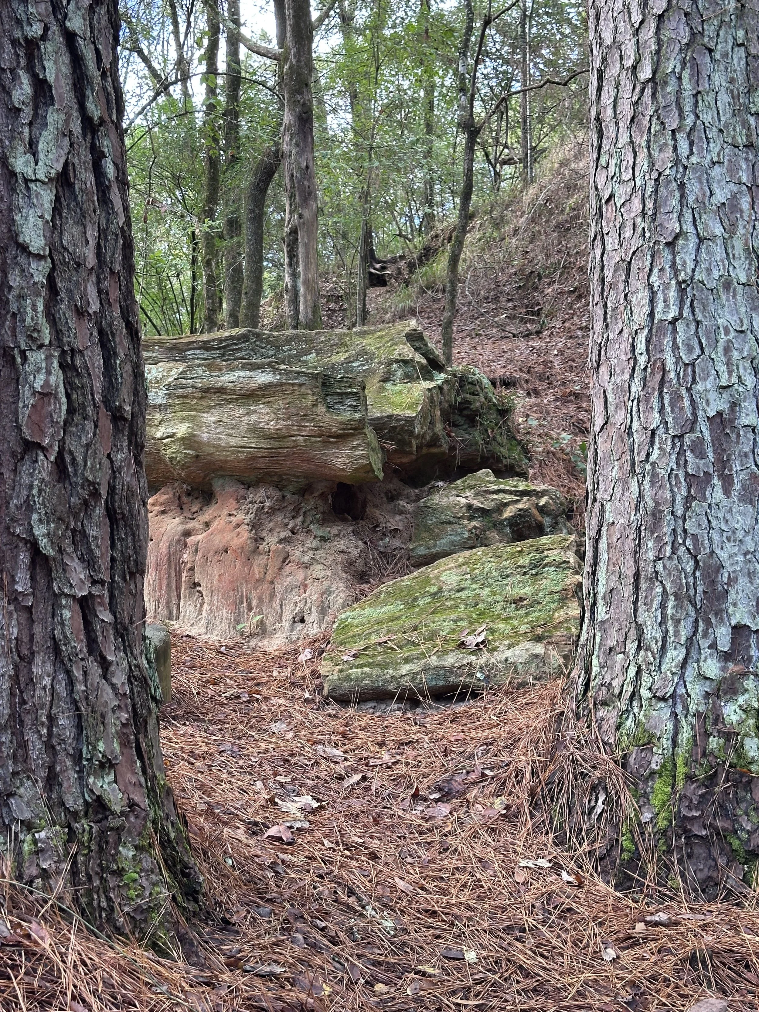 A forest scene with two large tree trunks framing a view of a petrified trees on a mossy hillside with fallen leaves and pine needles on the ground.