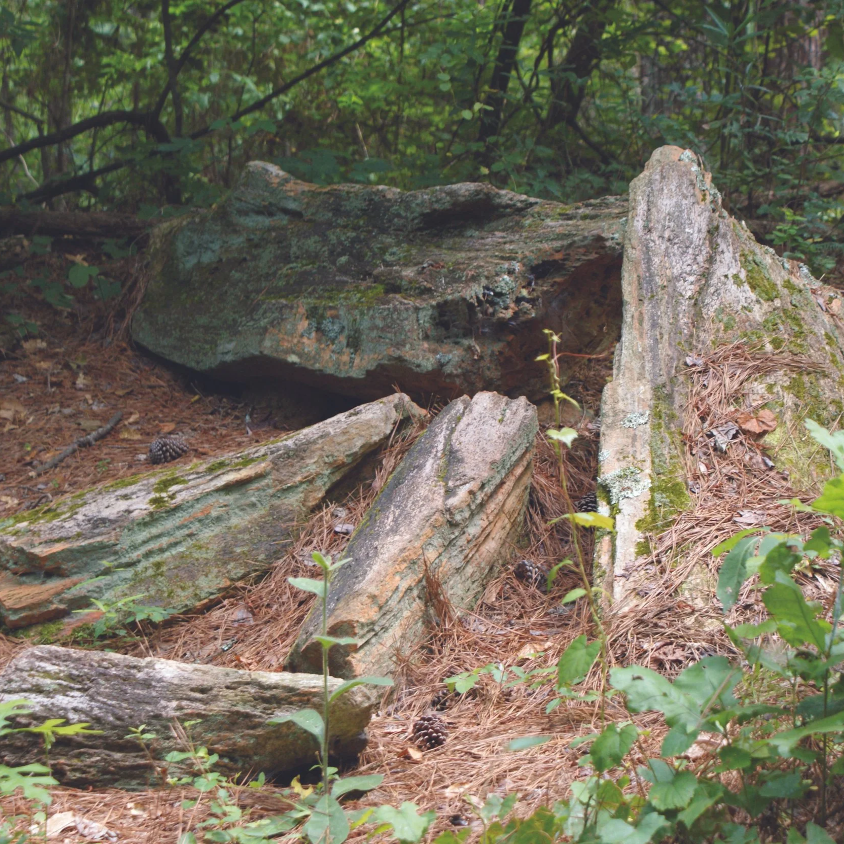 Pile of large moss-covered petrified logs in a wooded area with green foliage.