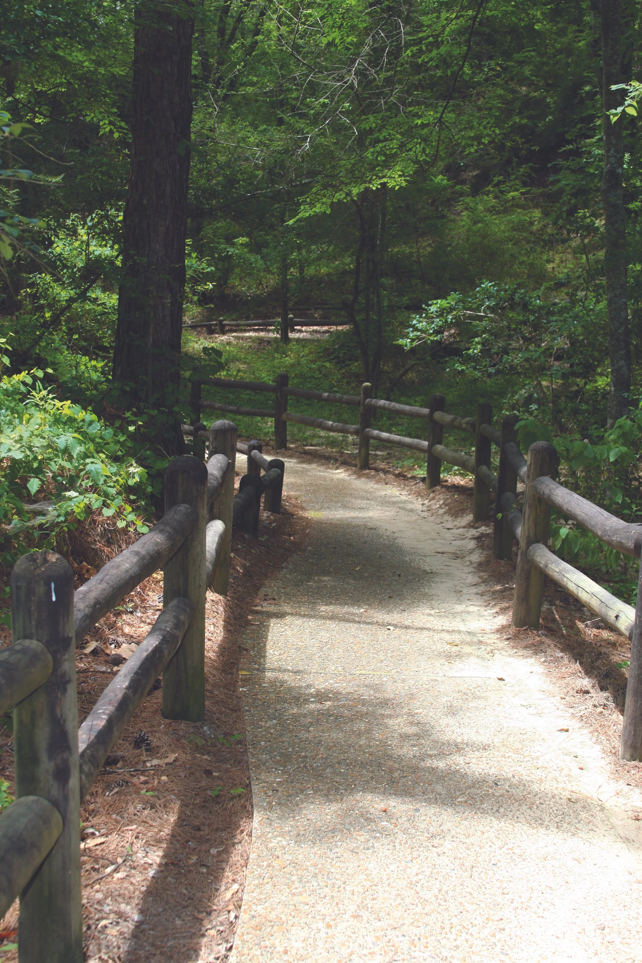 A dirt walking trail with wooden railings on both sides, surrounded by dense green trees and foliage, in a forest setting.