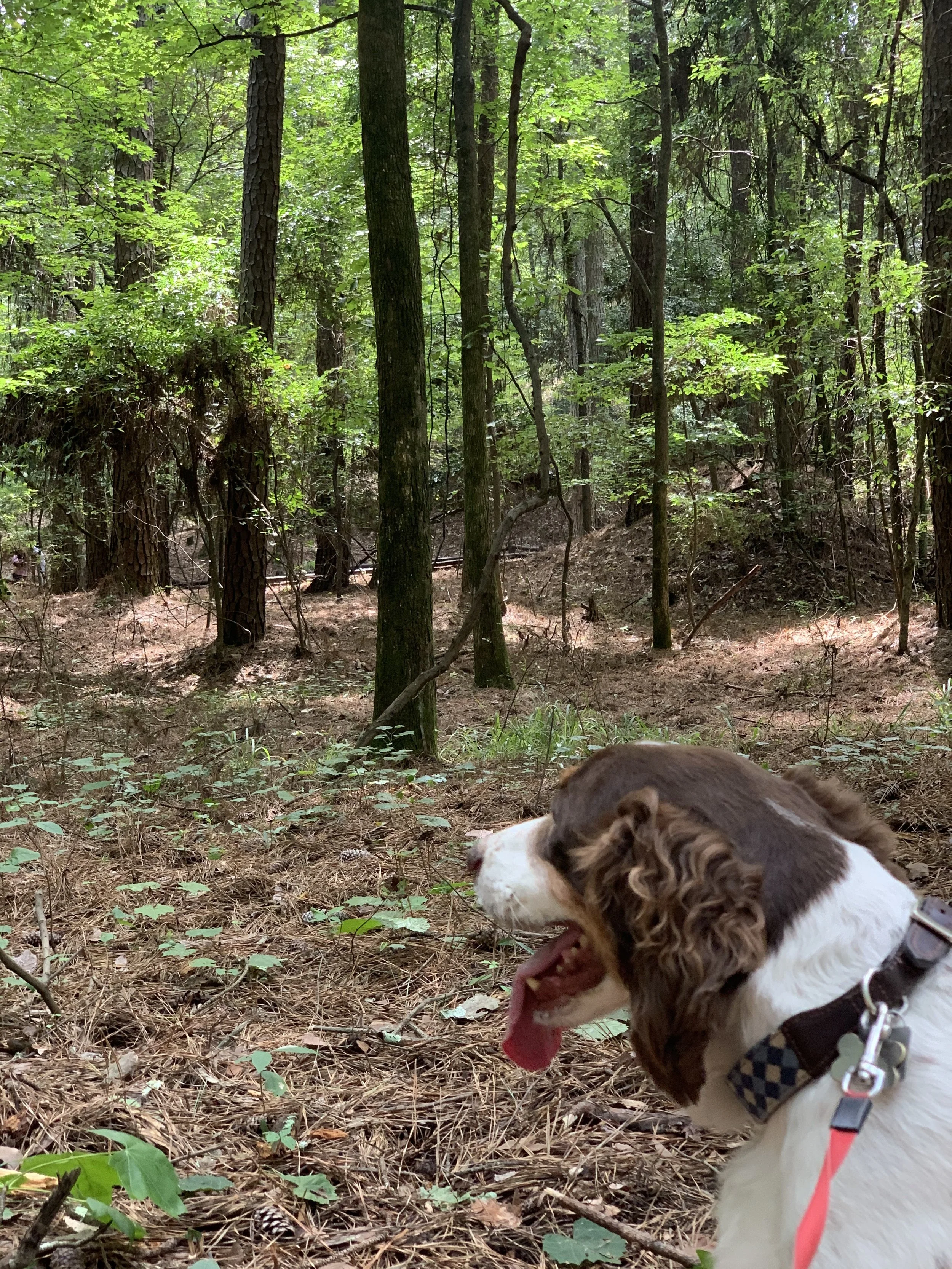 A dog with a white and brown coat, wearing a black harness with a checkered pattern, sitting on a forest floor covered with pine needles and small green plants, surrounded by tall trees and lush green foliage.