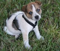 Small puppy sitting on grass, wearing a black harness, outdoors.