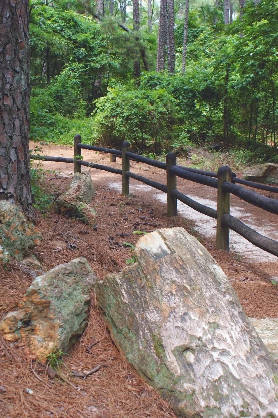 A dirt trail in a dense forest with green foliage and tall trees. There is a wooden railing along the side of the trail and several large petrified wood logs in the foreground.