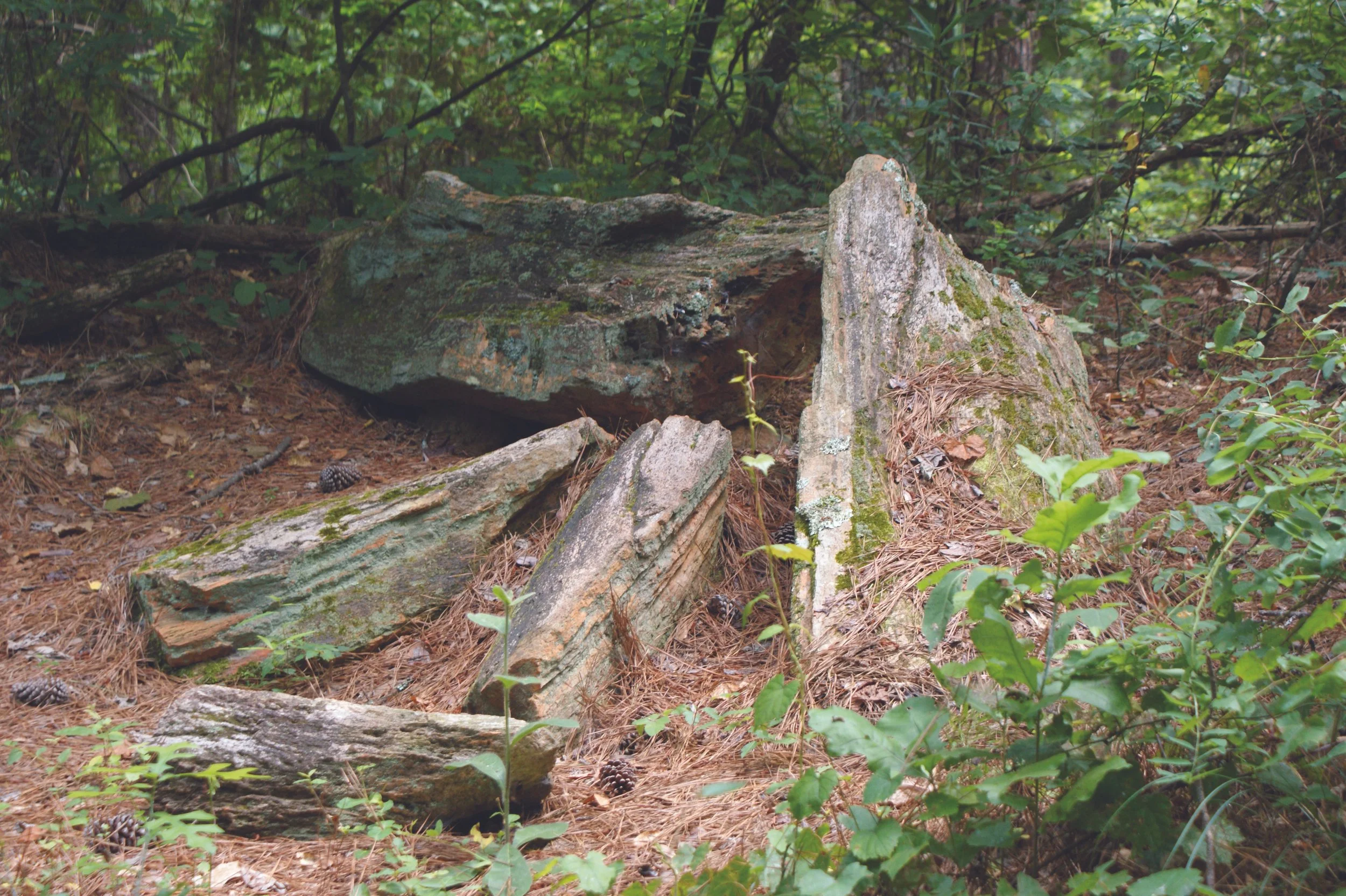 Several large rocks on a forest floor covered with pine needles, surrounded by green plants and bushes.