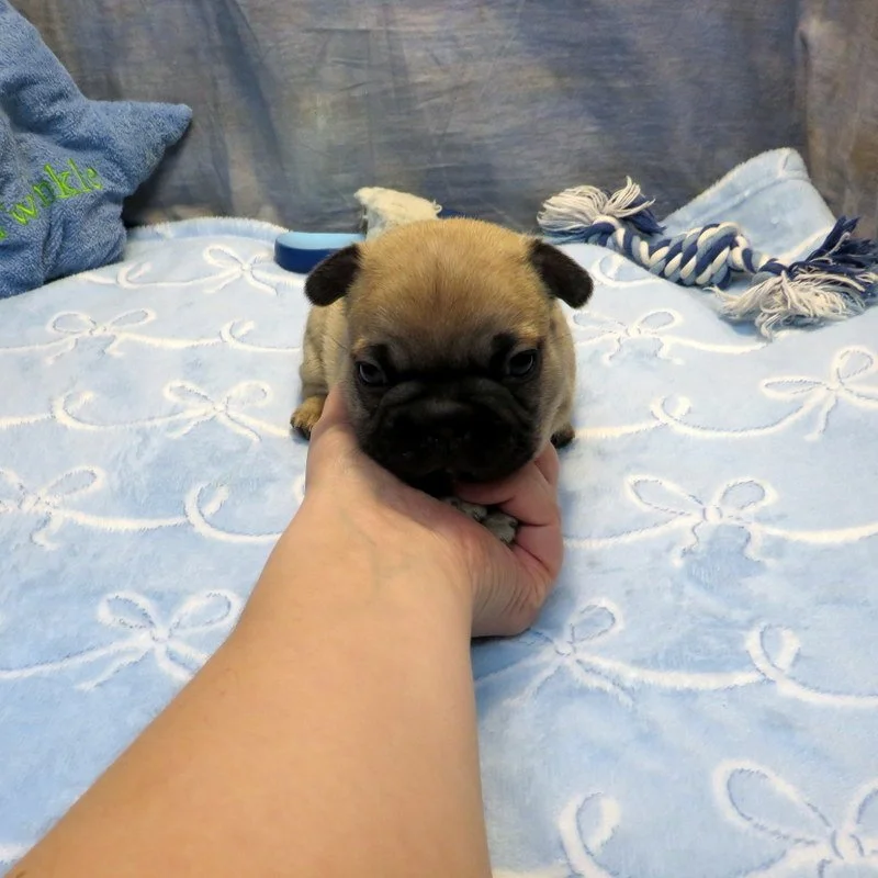 Tempy and Thor Boy #3 SOLD to the Mansfield family from Seattle, WA. Congrats on puppy #2! Sable - DOB: 1-15-26 - 10 Weeks Old On 3-26-26