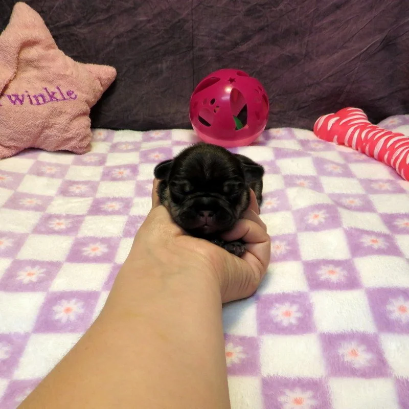 Ivy and Thor Girl #1
ON HOLD FOR OUR BREEDING PROGRAM
Chocolate and Tan - DOB: 4-15-26 - 
10 Weeks Old On 6-24-26