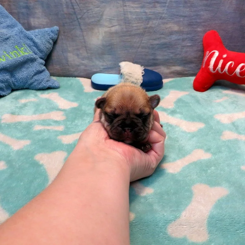 Rose and Remington Boy #5

AVAILABLE - $3800

Sable ~ DOB: 12-9-25 ~ 10 weeks old on 2-17-26