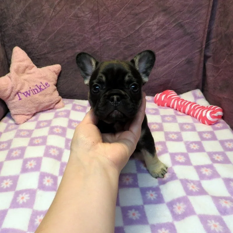Chanel  and Gunner Girl #1 Sold to the Boyett family from Wasilla, AK!
Black and Tan - DOB: 2-23-26 - 10 Weeks Old On 5-4-26