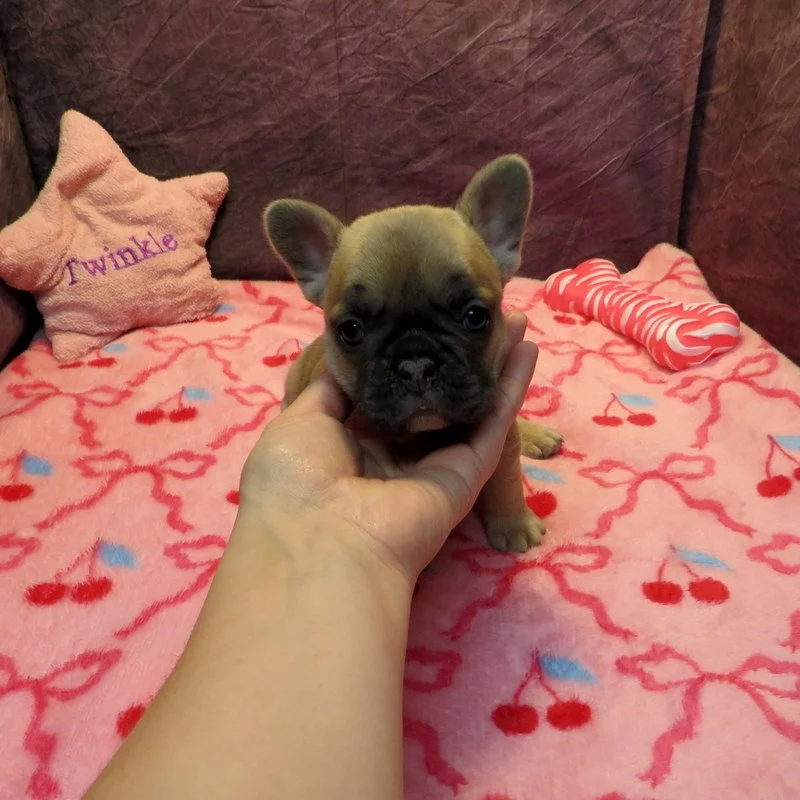 Rose and Remington Girl #4
AVAILABLE - $3800
Blue Fawn- DOB: 12-9-25 - 10 Weeks Old On 2-17-26