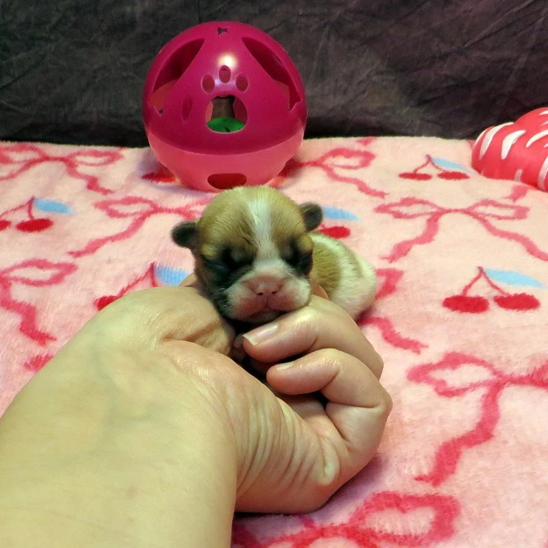 Sophia and Cash Girl #1
AVAILABLE - $4500
Fawn Pied - DOB: 1/7/26 - 10 Weeks Old On 3-18-26