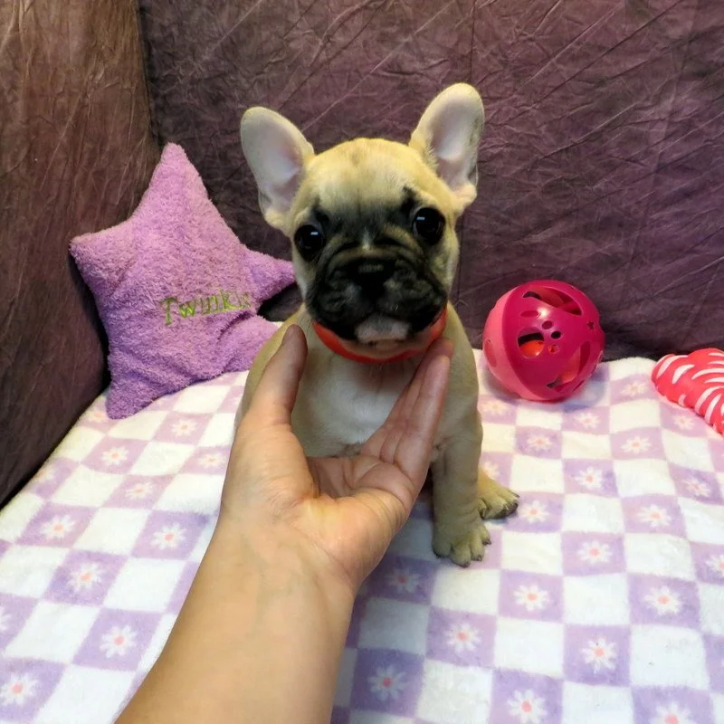 Rose and Thor Girl #1
ON HOLD FOR OUR BREEDING PROGRAM!
Fawn - DOB: 7-23-26  - 10 Weeks Old On 10-1-26