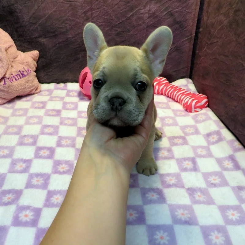 Rose and Remington Girl #3
AVAILABLE - $3800
Silver - DOB: 12-9-25 - 10 Weeks Old On 2-17-26