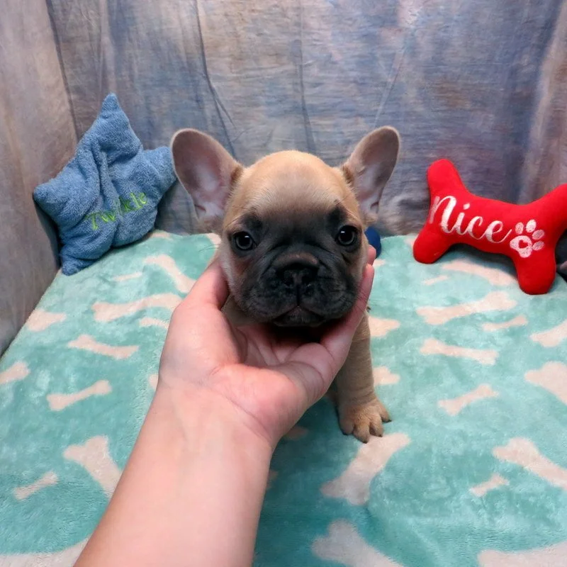 Penny and Thor Boy #2 - Blue Fawn - DOB: 10-18-25 - 10 weeks old on 12-27-25 - SOLD to the Coughlin Family from Redmond, OR!