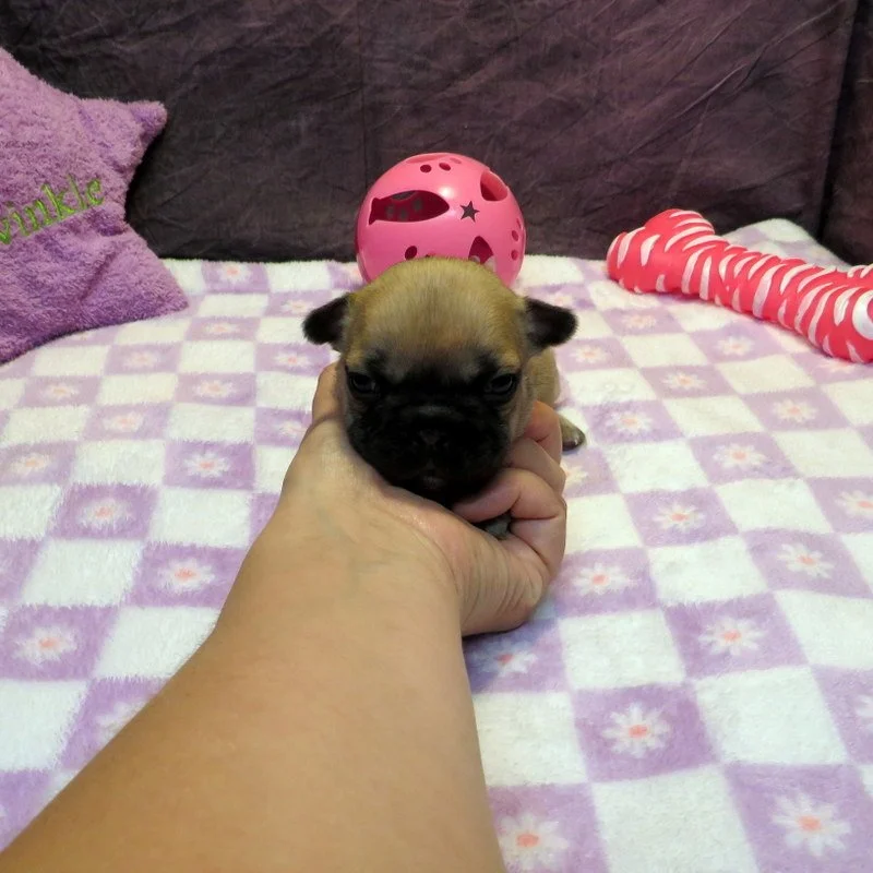 Rose and Thor Girl #3
ON HOLD FOR OUR BREEDING PROGRAM!
Fawn - DOB: 7-23-26  - 10 Weeks Old On 10-1-26