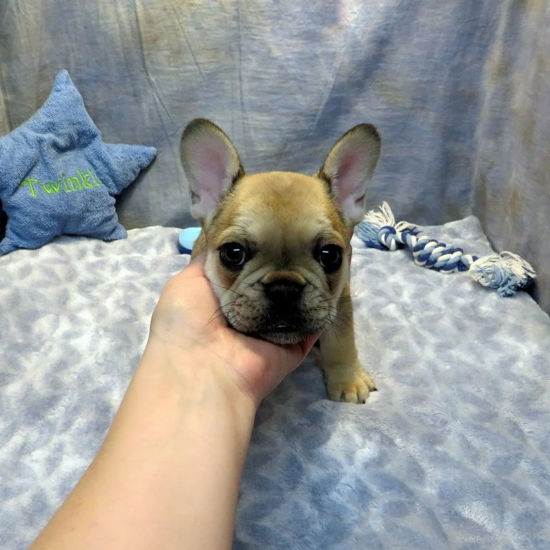 Honey and Cash Boy #2
SOLD to the Morrow Family from Junction City, OR!
Red Sable and Tan - DOB: 12-24-25 - 10 Weeks Old On 3-4-26