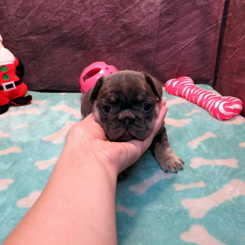 Dolce and Gunner Girl #2
SOLD to the Roberts Family from Hayden, ID!
Blue and Tan - DOB: 11-20-25 - 10 Weeks Old On 1-29-26