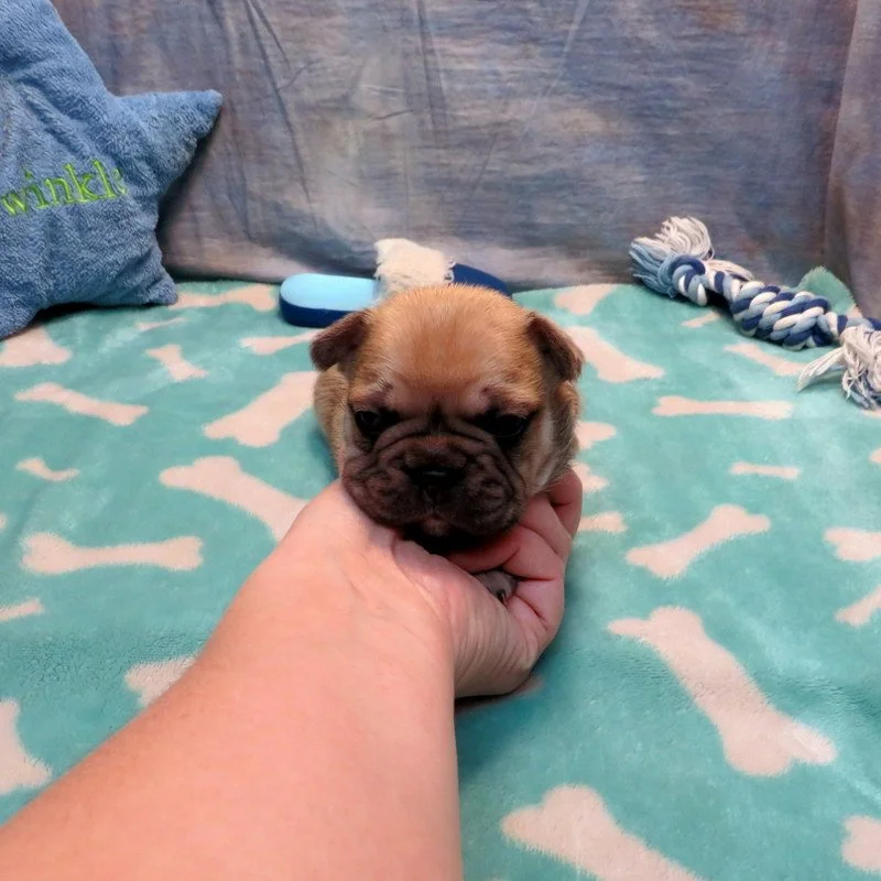 Rose and Remington Boy #5

Sold to the Stevens family in San Francisco, CA. 

Sable ~ DOB: 12-9-25 ~ 10 weeks old on 2-17-26