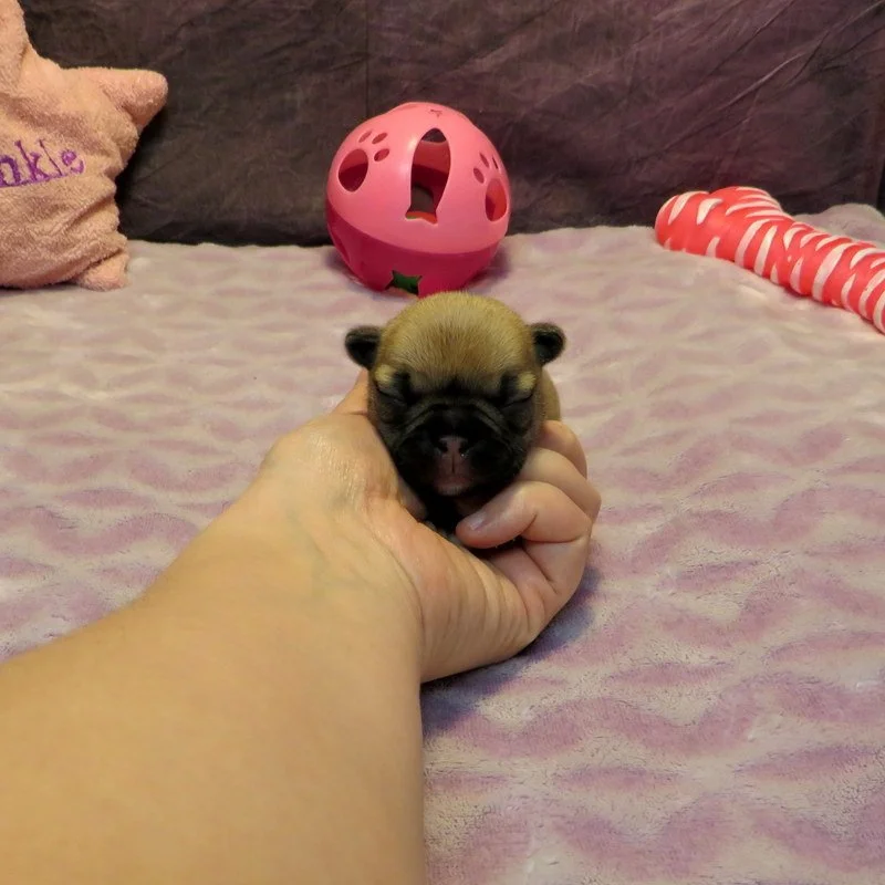 Chanel and Gunner Girl #3
AVAILABLE  $3800
Sable - DOB: 2-23-26 - 10 Weeks Old On 5-4-26