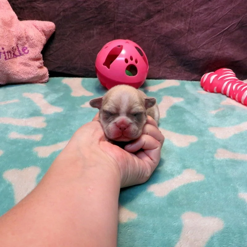 Honey and Cash Girl #1
AVAILABLE - $3800
Blue Fawn and Tan - DOB: 12-24-25 - 10 Weeks Old On 3-4-26