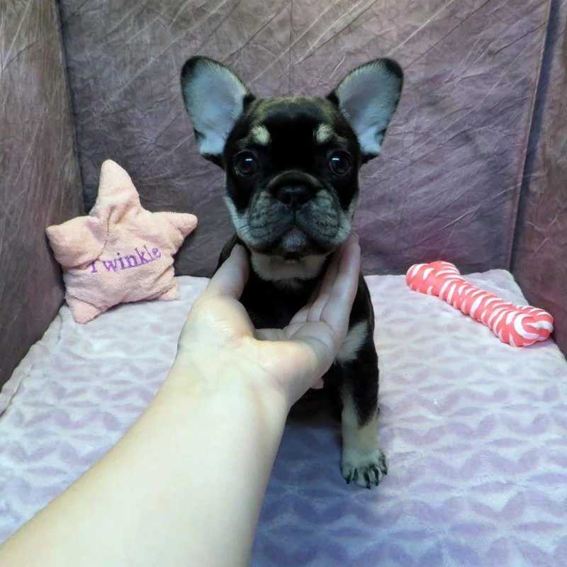 Monet and Thor Girl #1
AVAILABLE - $3800
Black and Tan - DOB: 1-1-26 - 10 Weeks Old On 3-12-26