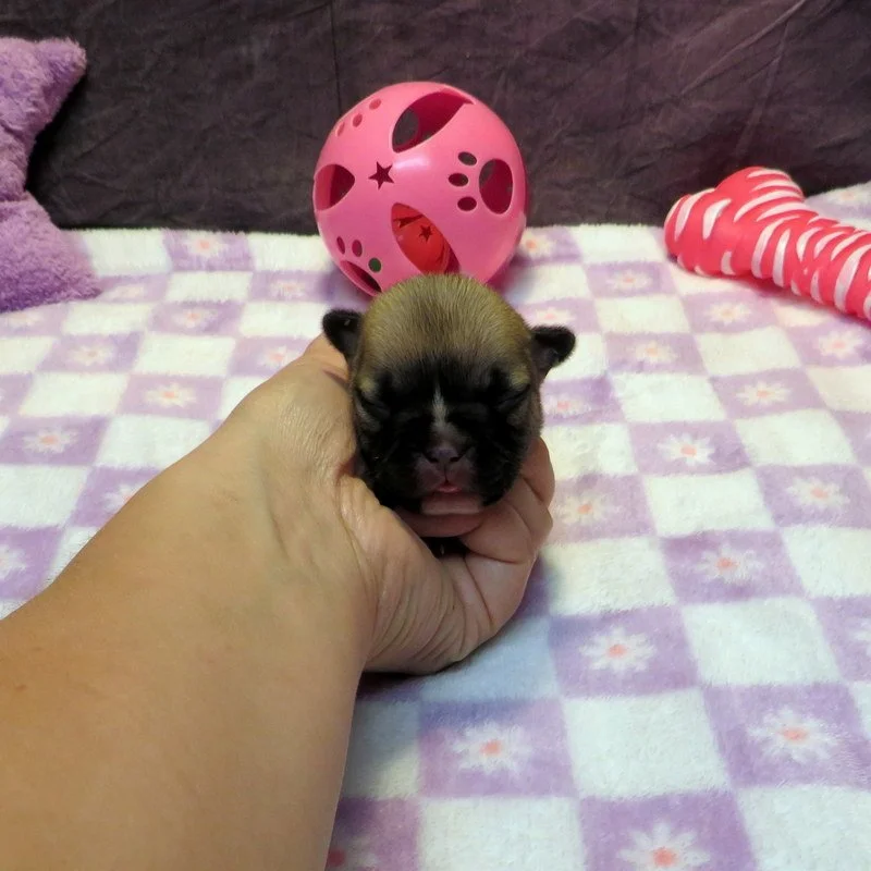 Rose and Thor Girl #1 On hold for Our Breeding Program!
Fawn- DOB: 7-23-26 - 10 Weeks Old On 10-1-26