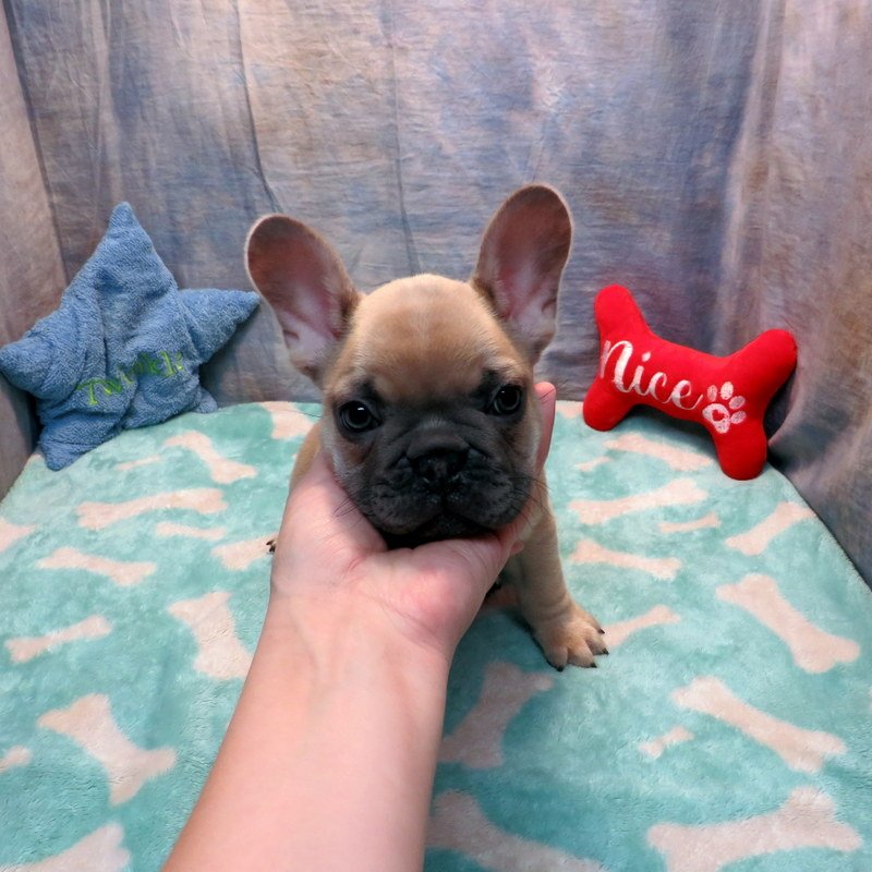 Penny and Thor Boy #3
SOLD to the Hasle Family from Portland, OR! Congrats on your 2nd puppy!
Blue Fawn - DOB: 10-18-25 - 10 Weeks Old On 12-27-25