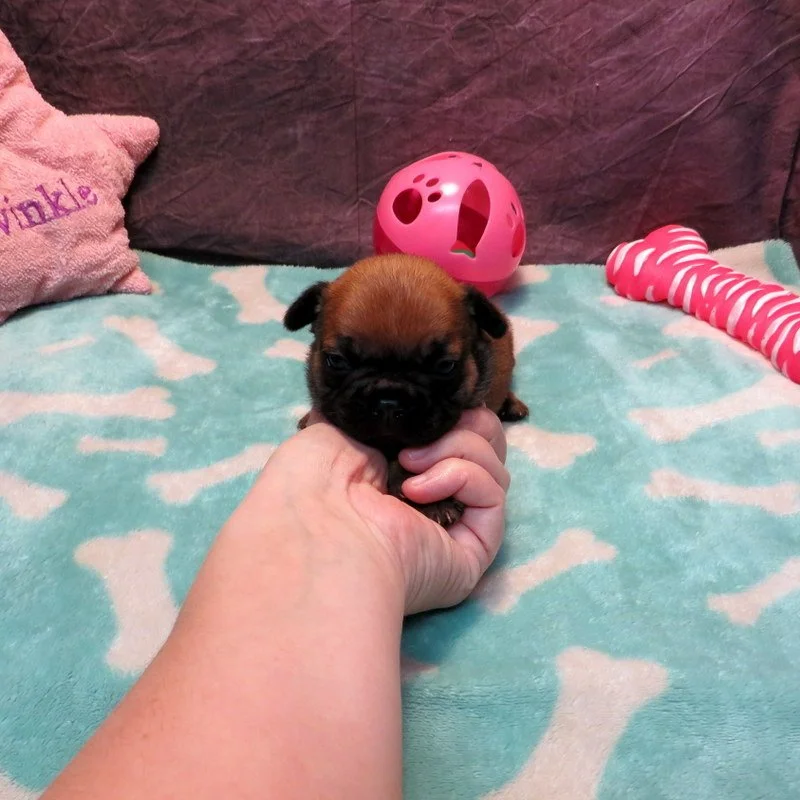 Rose and Remington Girl #1

On hold for our breeding program

Dark Red Fawn ~ DOB: 12-9-25 ~ 10 weeks old on 2-17-26