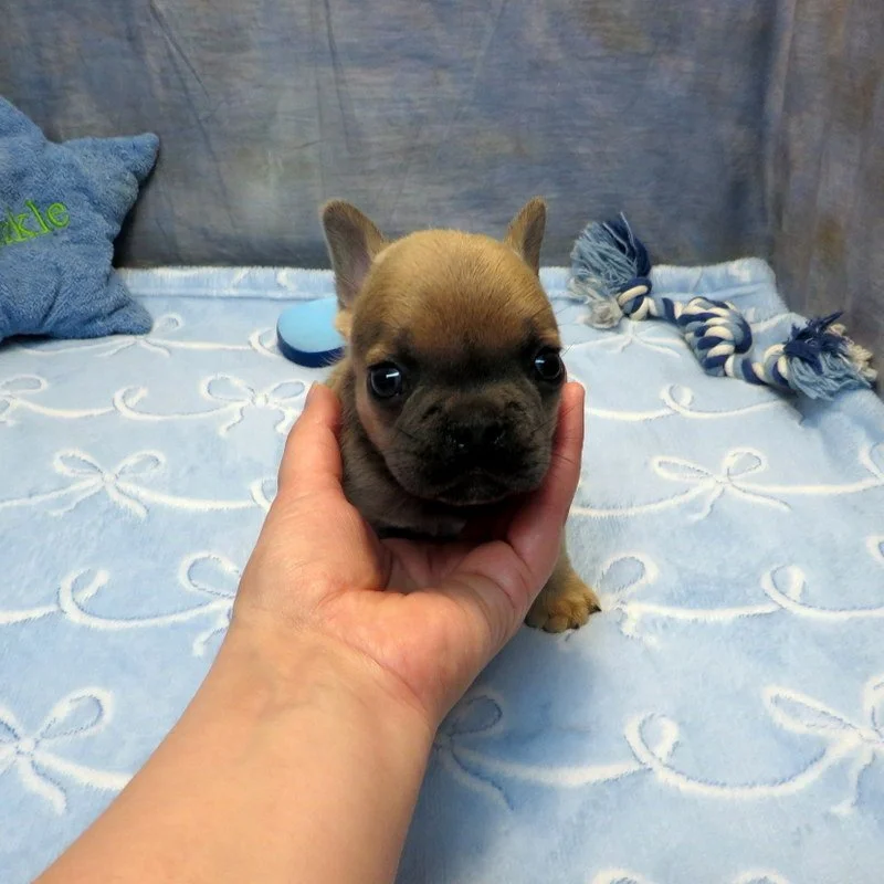 Hopper and Remington Boy #3
AVAILABLE - $3800
Blue Fawn - DOB: 3/29/26 - 10 Weeks Old On 6/7/26