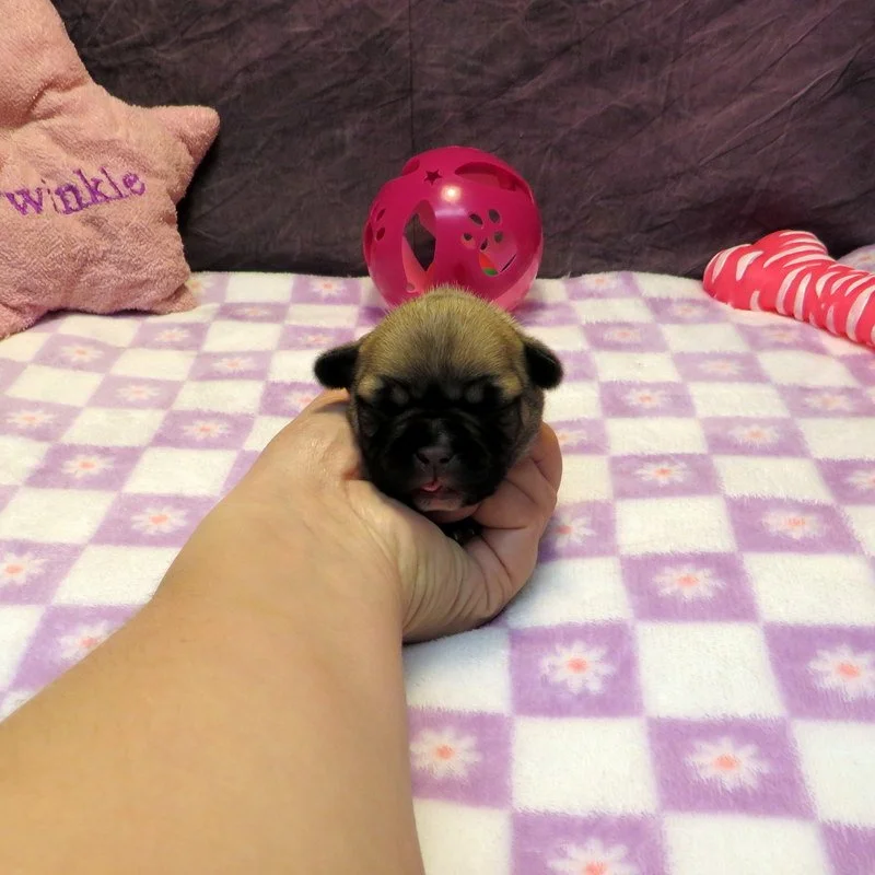 Ivy and Thor Girl #1
SOLD to the Miner Family from Portland, OR! Congratulations on your first puppy!
Fawn - DOB: 4-15-26 - 10 Weeks Old On 6-24-26