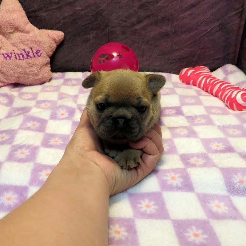 Hopper and Remington Girl #2
AVAILABLE - $3800
Blue Fawn - DOB: 3/29/26 - 10 Weeks Old On 6/7/26