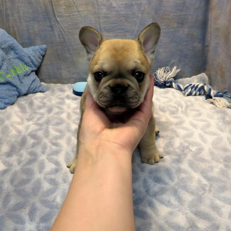 Honey and Cash Boy #2
SOLD to the Morrow Family from Junction City, OR!
Red Sable and Tan - DOB: 12-24-25 - 10 Weeks Old On 3-4-26