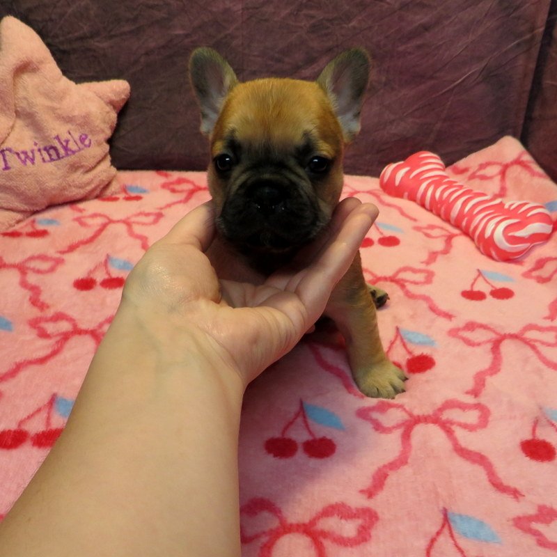 Rose and Remington Girl #2

On hold for our breeding program

Dark Red Fawn ~ DOB: 12-9-25 ~ 10 weeks old on 2-17-26