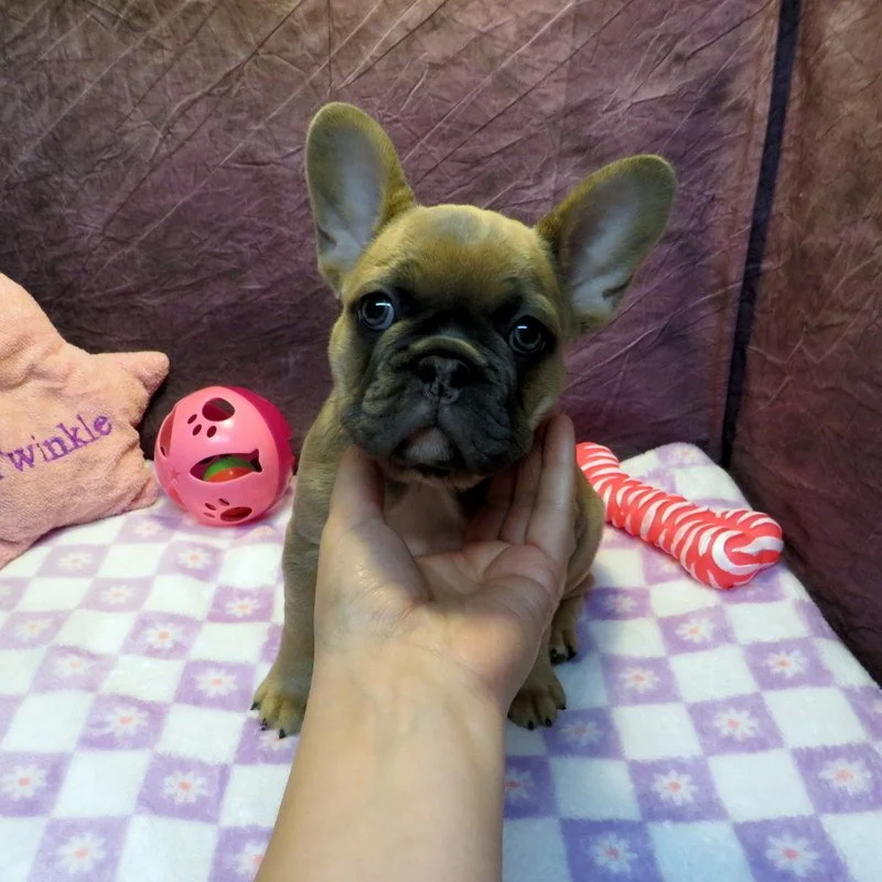Hopper and Remington Girl #1 Sold to the Ennen family from Seattle, WA. Congrats on your 2nd puppy!
Blue Fawn - DOB: 3-29-26 - 10 Weeks Old On 6-7-26