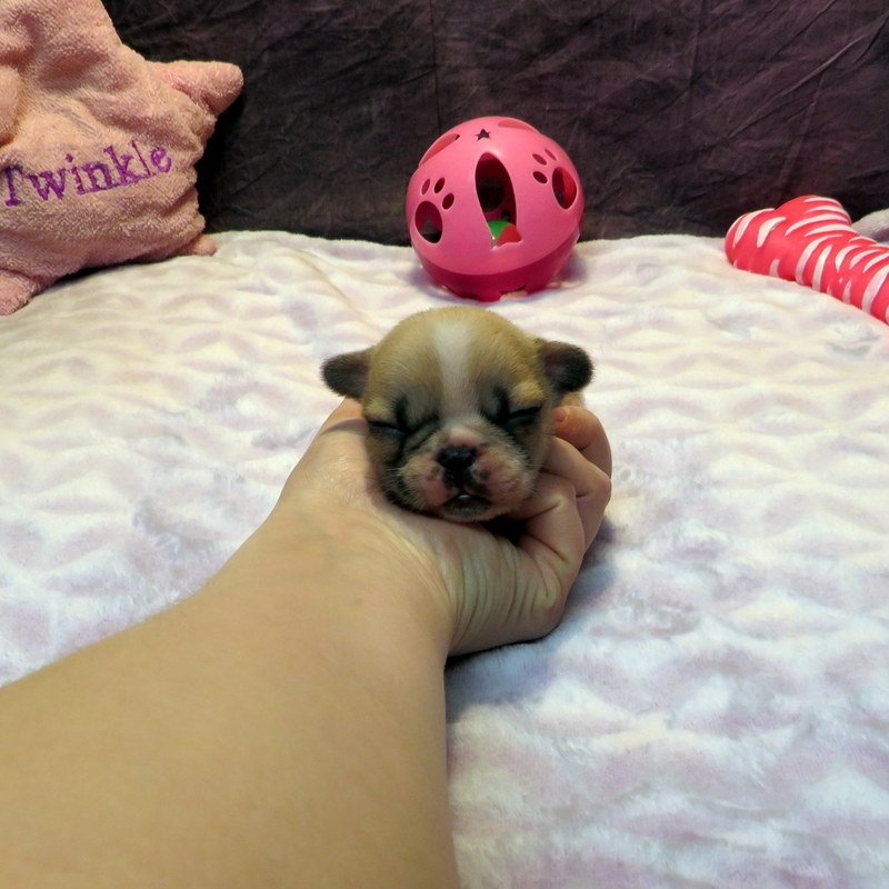 Sophia and Cash Girl #1
SOLD to the Carrillo family from Abilene, TX!
Fawn Pied - DOB: 1/7/26 - 10 Weeks Old On 3-18-26