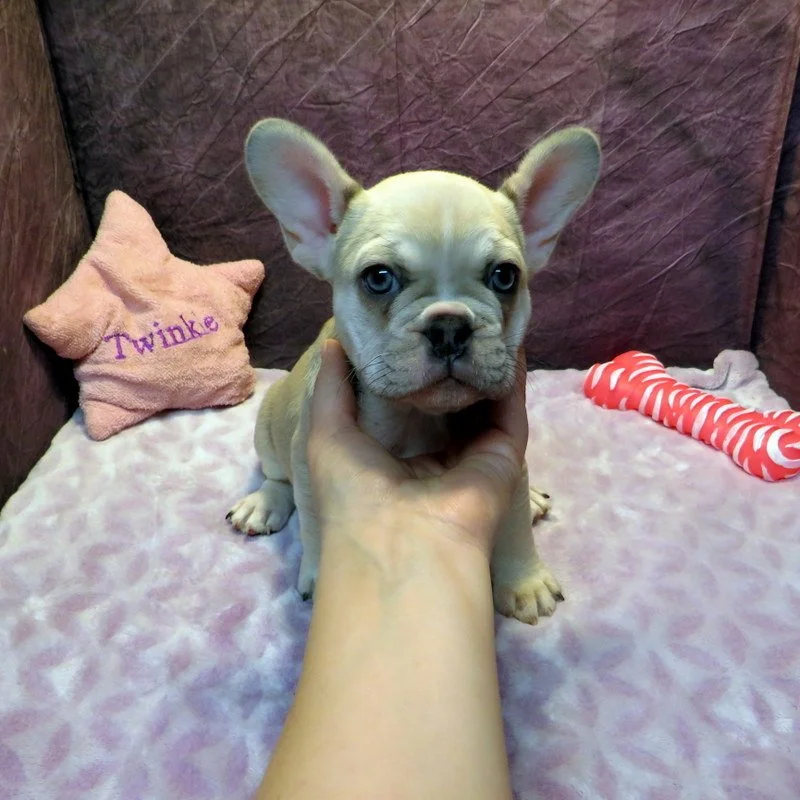 Honey and Cash Girl #1
SOLD to the Ramos Family in CA!
Blue Fawn and Tan - DOB: 12-24-25 - 10 Weeks Old On 3-4-26