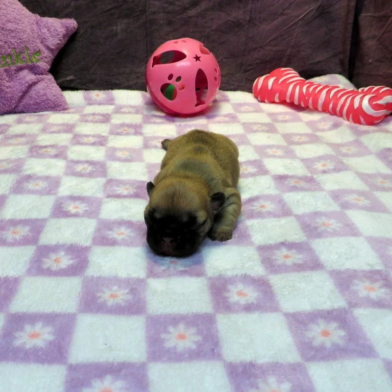 Rose and Thor Girl #3 On hold for Our Breeding Program!
Fawn- DOB: 7-23-26 - 10 Weeks Old On 10-1-26