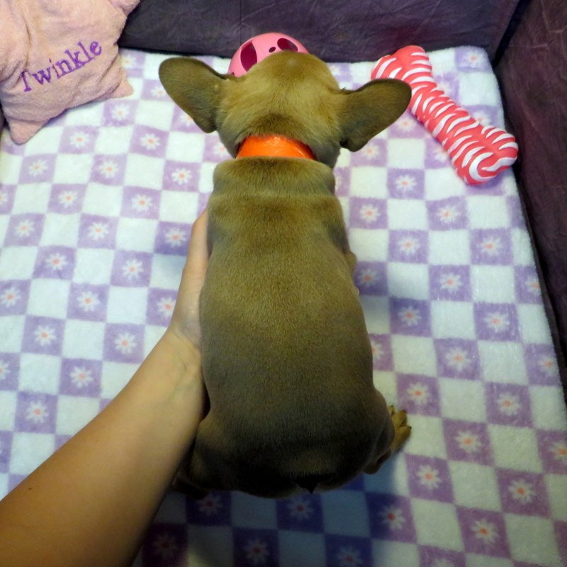 hop52926015.JPG