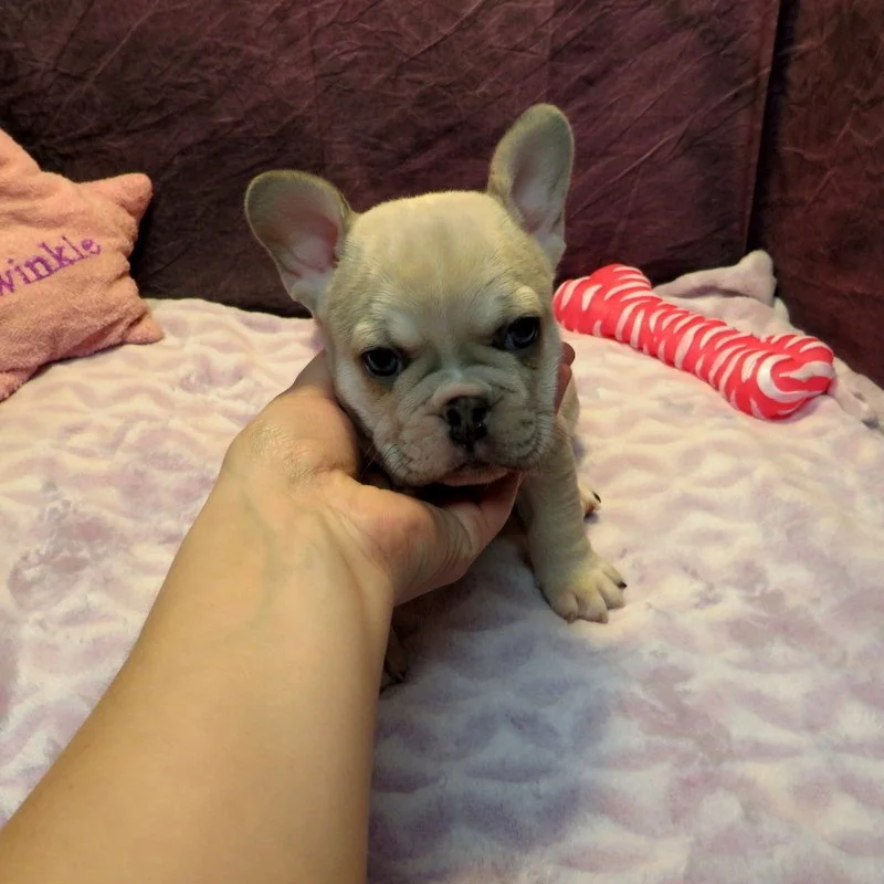 Honey and Cash Girl #1
SOLD to the Ramos Family from CA!
Blue Fawn and Tan - DOB: 12-24-25 - 10 Weeks Old On 3-4-26