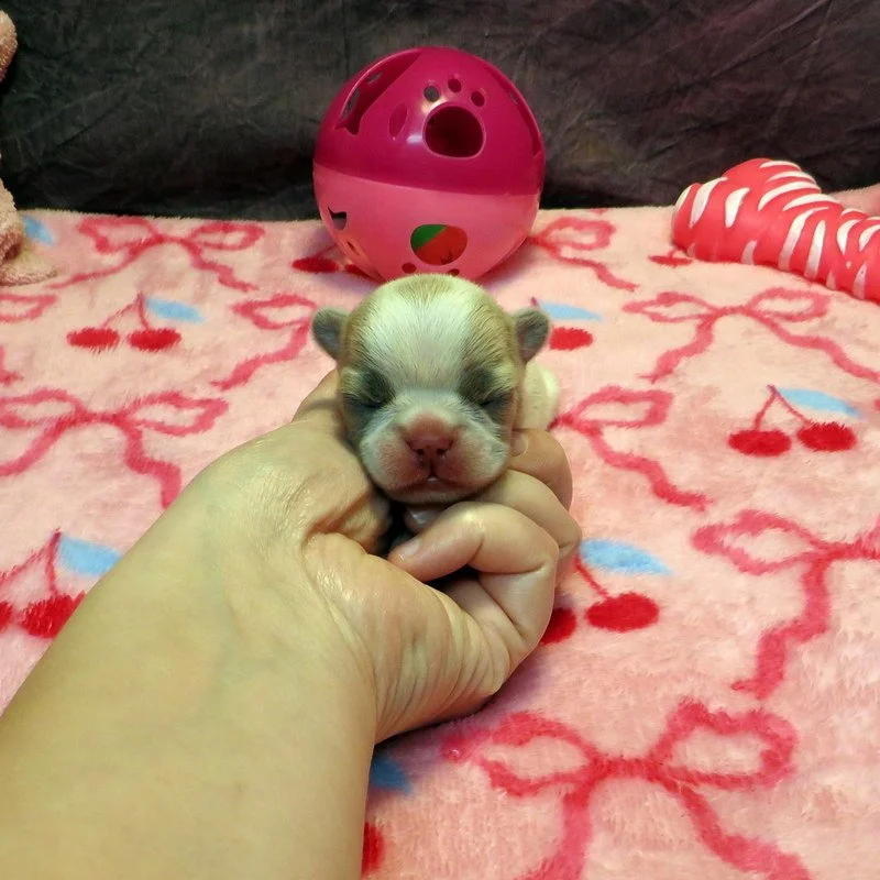 Sophia and Cash Girl #2
AVAILABLE - $4500
Blue Pied - DOB: 1/7/26 - 10 Weeks Old On 3-18-26