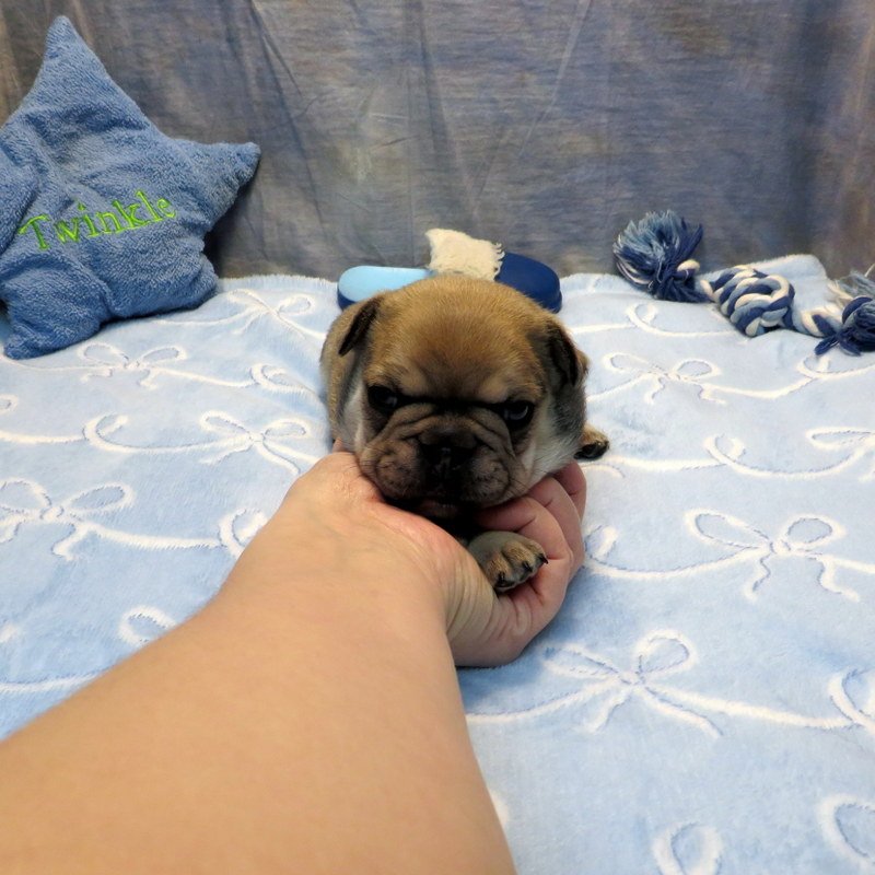 Honey and Cash Boy #2
AVAILABLE - $3800
Red Sable and Tan - DOB: 12-24-25 - 10 Weeks Old On 3-4-26