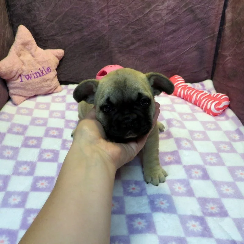 Ivy and Thor Girl #1
SOLD to the Miner Family from Portland, OR! Congratulations on your first puppy!
Fawn - DOB: 4-15-26 - 10 Weeks Old On 6-24-26