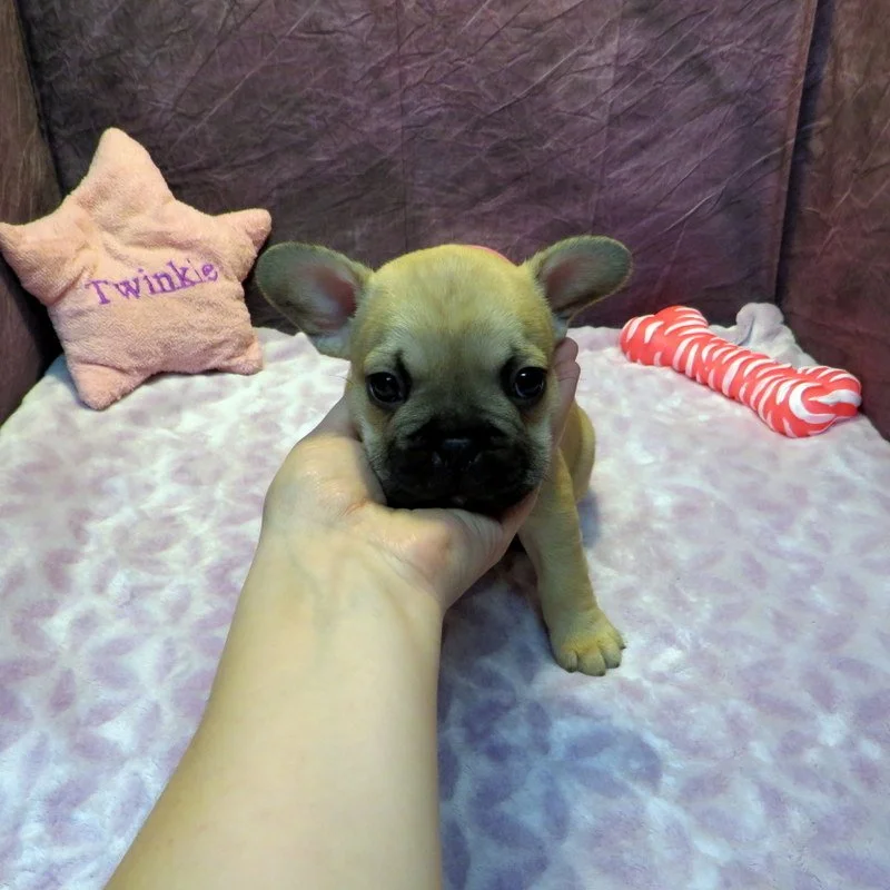 Tempy and Thor Girl #1
AVAILABLE - $3800
Sable - DOB: 1-15-26 - 10 Weeks Old On 3-26-26