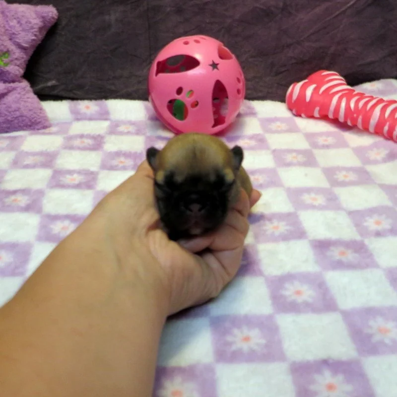 Rose and Thor Girl #3 On Hold for Our Breeding Program!
Fawn- DOB: 7-23-26 - 10 Weeks Old On 10-1-26