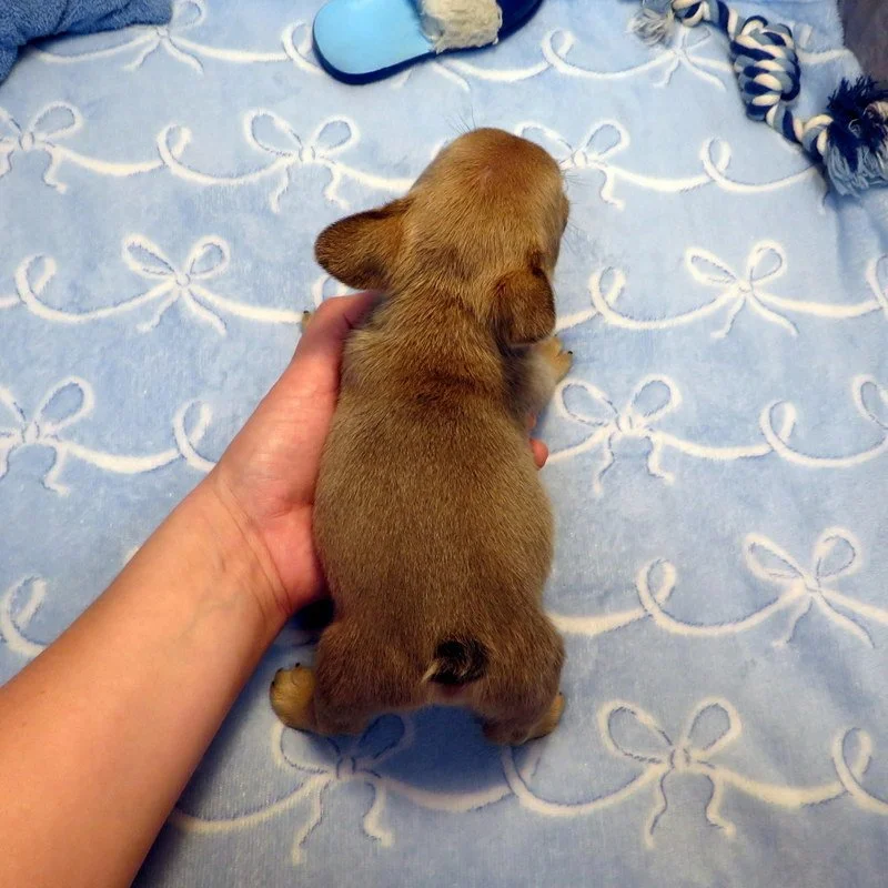 hop5526025.JPG