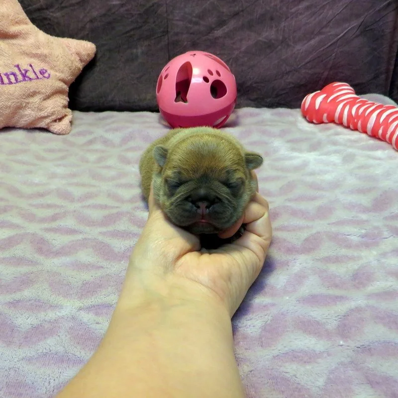 Hopper and Remington Girl #2
AVAILABLE - $3800
Blue Fawn - DOB: 3/29/26 - 10 Weeks Old On 6/7/26